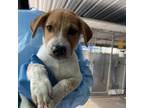 Adopt Burger King a Cattle Dog