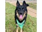 Adopt Rome a German Shepherd Dog
