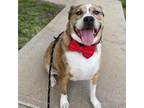 Adopt Lamar a Catahoula Leopard Dog, Labrador Retriever