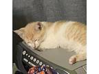 Adopt Swiss- Playful, Sweetheart! Bonded with Blue! a Domestic Short Hair