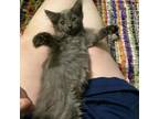 Adopt Blue- Goofy, Cuddle Bug! Bonded with Swiss! a Domestic Medium Hair