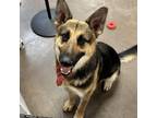 Adopt Earl - Sweet Boy! Likes other Dogs and Kids! a Shepherd