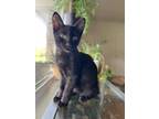 Adopt Benedict a Domestic Short Hair