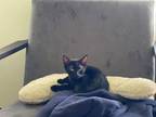 Adopt Alucard a Domestic Short Hair