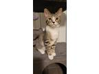 Adopt Bam Bam a Tabby
