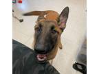 Adopt Lover Boy a Mixed Breed