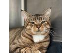 Adopt Kruse a Domestic Short Hair