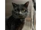 Adopt Doc McClukins a Domestic Long Hair