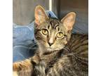 Adopt Green Eggs a Domestic Short Hair