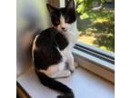 Adopt Emperor a Domestic Short Hair