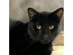 Adopt Jack - Jack a Domestic Short Hair
