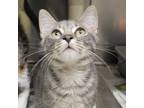 Adopt Bubbles a Domestic Short Hair