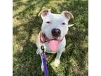 Adopt Augusta a Pit Bull Terrier