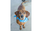 Adopt Cooper a Mixed Breed