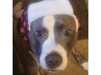 Adopt Moose a Pit Bull Terrier