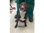 Adopt Rex - Adoptable a Affenpinscher, Mixed Breed
