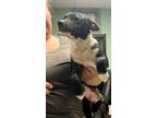 Adopt Jake - Adoptable a Affenpinscher, Mixed Breed