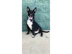 Adopt Jetson - Adoptable a Affenpinscher, Mixed Breed