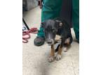 Adopt Lucky - Adoptable a Affenpinscher, Mixed Breed