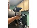 Adopt Emmett - Adoptable a Affenpinscher, Mixed Breed