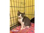 Adopt Cedar a Domestic Short Hair