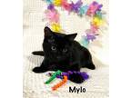 Adopt Mylo a Domestic Short Hair