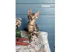 Adopt Tobias a Domestic Short Hair