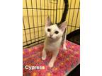Adopt Cypress a Domestic Short Hair