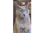 Adopt Chatlee a Russian Blue