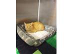 Adopt Milo a Domestic Medium Hair