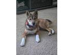 Adopt Tom a Shiba Inu, Mixed Breed