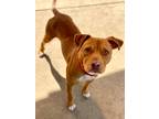 Adopt Eddie a Labrador Retriever, Mixed Breed