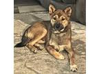 Adopt Jerry a Shiba Inu, Mixed Breed