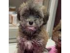 Adopt Bear (aka Jason Kelce) a Terrier