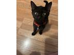 Adopt Rory a Domestic Short Hair