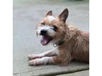 Adopt Busta Rhymes a Mixed Breed