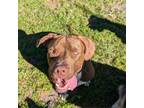 Adopt Bounty a Pit Bull Terrier