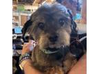 Adopt Otis Redding a Poodle, Pekingese