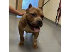 Adopt Domi a Mixed Breed