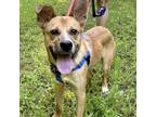 Adopt Alfie a Mixed Breed