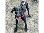 Adopt Nemo a Mixed Breed