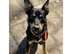 Adopt James a German Shepherd Dog, Cattle Dog