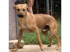 Adopt Simon a Patterdale Terrier / Fell Terrier