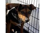 Adopt Alvin a Patterdale Terrier / Fell Terrier