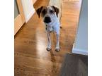 Adopt Goose a Australian Cattle Dog / Blue Heeler