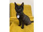 Adopt Toothless 3 a Domestic Medium Hair
