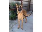 Adopt Leo a Belgian Shepherd / Sheepdog