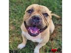 Adopt De'Ja a Staffordshire Bull Terrier