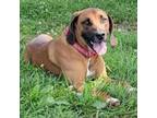 Adopt Bruno a Redbone Coonhound