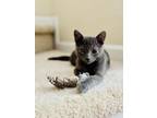 Adopt Phillip a Domestic Short Hair